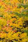 USA, Wisconsin, Chequamegon-Nicolet National Forest. Autumn-colored maple trees in forest. Art Print